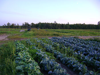 Fresh picked, locally grown fruits and vegetables are a tradition at Ter-Lee Gardens in Bagley, MN.  Visit us at the Bemidji Farmers' Market and the Bagley Farmers' Market and see what fresh picked really means!